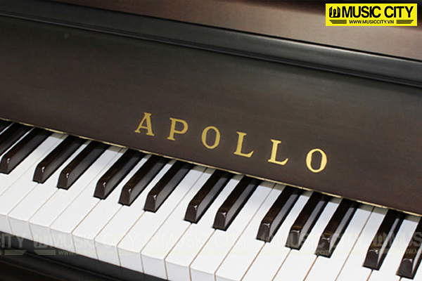 Music City – Tổng Kho Piano, Guitar, Organ | Dịch Vụ Giáo Dục Âm Nhạc