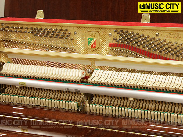 Music City – Tổng Kho Piano, Guitar, Organ | Dịch Vụ Giáo Dục Âm Nhạc