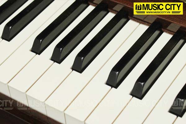Music City – Tổng Kho Piano, Guitar, Organ | Dịch Vụ Giáo Dục Âm Nhạc