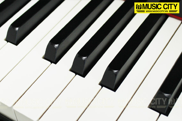 Music City – Tổng Kho Piano, Guitar, Organ | Dịch Vụ Giáo Dục Âm Nhạc