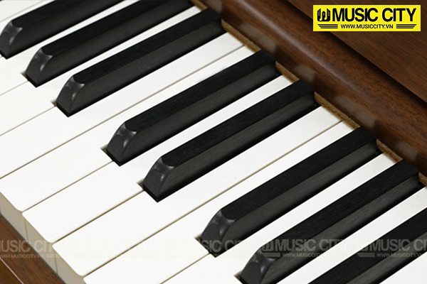 Music City – Tổng Kho Piano, Guitar, Organ | Dịch Vụ Giáo Dục Âm Nhạc