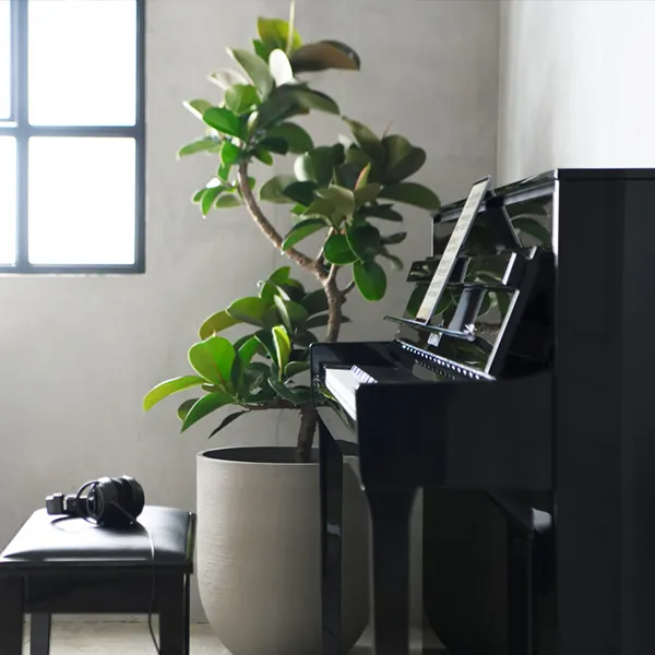 Music City – Tổng Kho Piano, Guitar, Organ | Dịch Vụ Giáo Dục Âm Nhạc